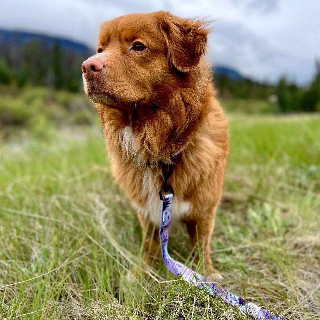 Rocky Mountain Dog - PNW Alpine Dog Collar