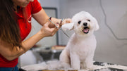 dog grooming tips