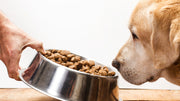dog food allergies 