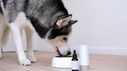 dog health supplements