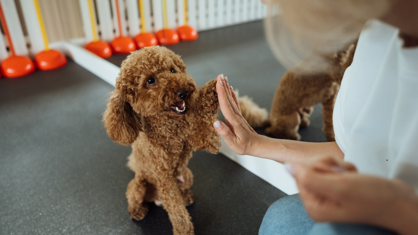 dog training supplies