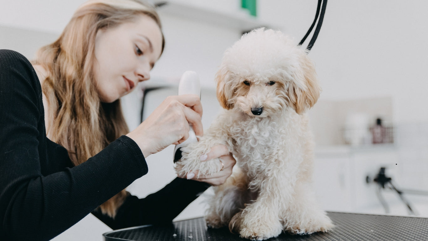 professional dog grooming near me