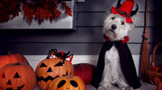 dog halloween tips