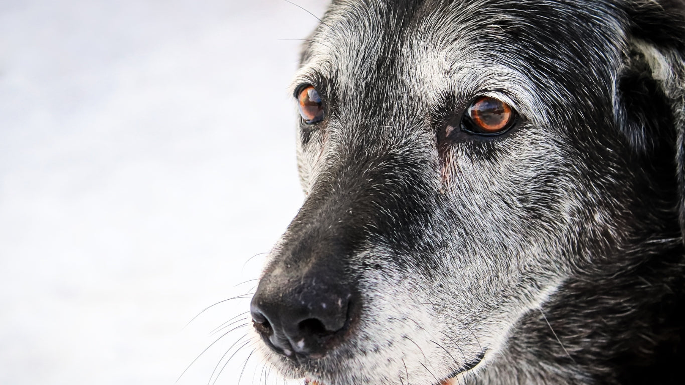 Senior Dog Care