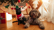 Holiday Gifts for Pets