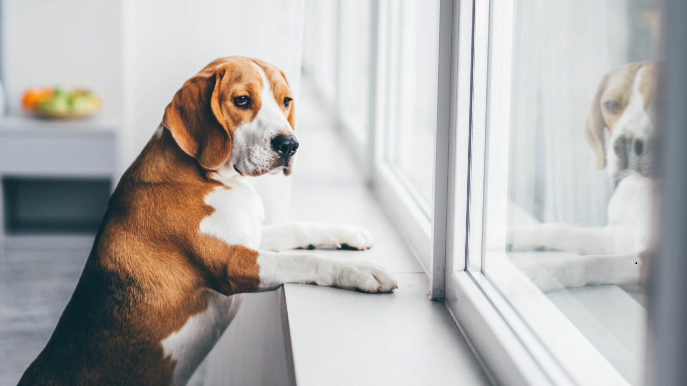 back to school dog routine