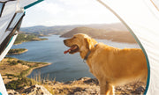 Summer Weather Pet Safety Tips for Colorado Pet Owners
