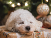 My Groomer Is Booked, Family Is Coming, Now What?