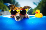 dog summer safety tips