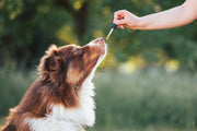The Complete Guide to CBD for Dogs: Benefits, Safety & Choosing the Right Product