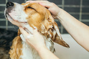 How Often Should You Wash Your Dog? A Practical Guide for Dog Owners