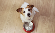 Grain vs Grain-Free Dog Food