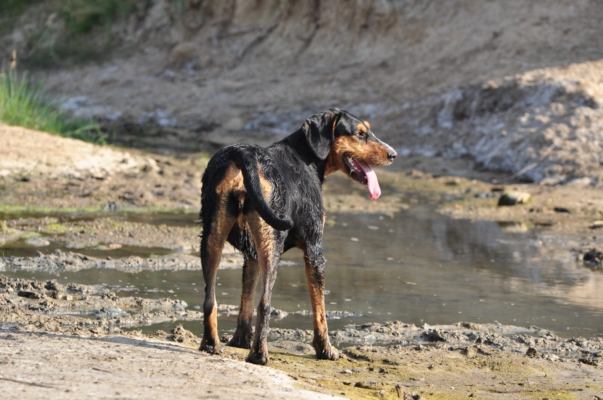 Muddy Paws? Visit BlackPaw For A Do It Yourself Dog Wash