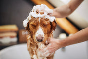 Self-Serve Dog Wash vs Bathing Your Dog at Home: What’s the Difference?
