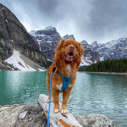 Rocky Mountain Dog - Moraine Dog Rope Leash