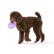 Zisc® Flying Disc Fetch Dog Toy