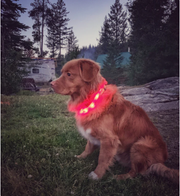 Rocky Mountain Dog - LED Dog Safety Collar