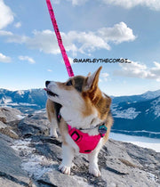 Rocky Mountain Dog - Cascade Mountain Leash