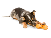 Qwizl® Dog Puzzle Treat-Dispensing Enrichment Toy