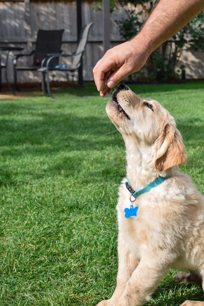 Dog Health & Wellness Products