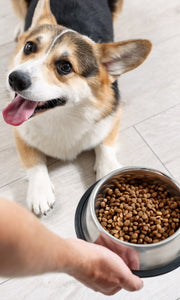 dog food delivery in Boulder County