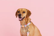 Pink Papyrus | Premium, Durable, & Stylish Dog Products - Emery Dog Leash | Floral Dog Leash | Dog Lead