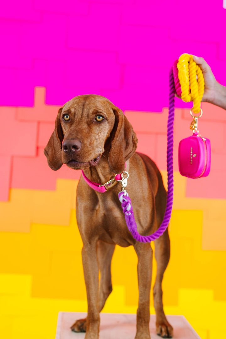 Roxy Rope Dog Leash | Dog Leash | Ombre Leash