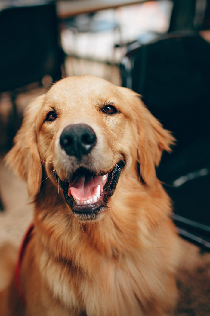 Dog Health & Wellness Products