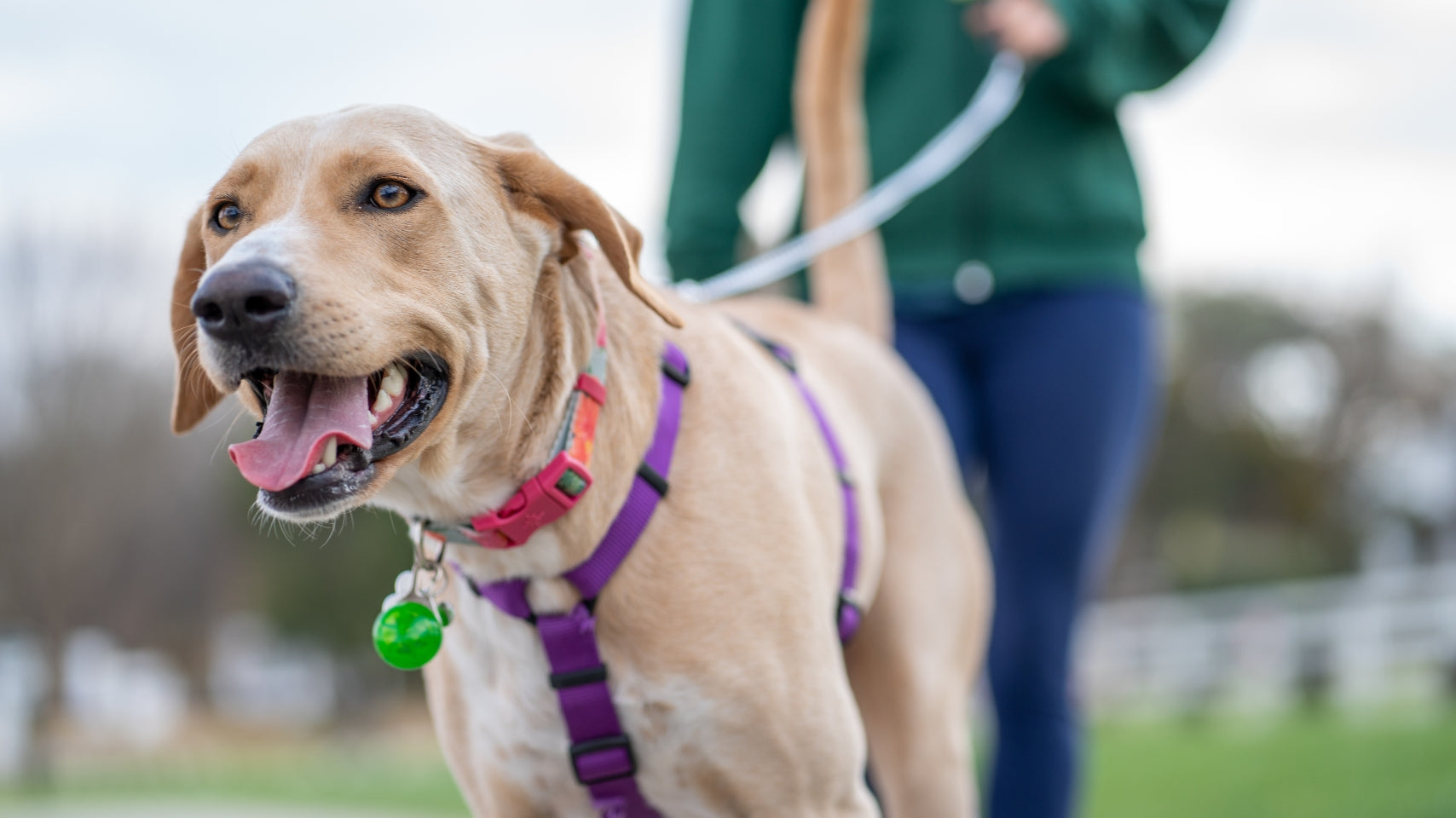 dog joint supplements