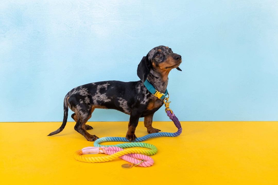 Nola Rope Dog Leash | Dog Leash | Rainbow Leash