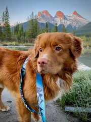Rocky Mountain Dog - Canmore All-Mountain Dog Leash