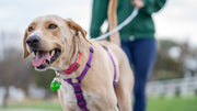 dog joint supplements
