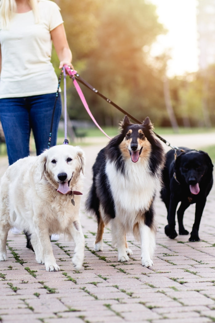 Dog Health & Wellness Products