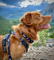 Rocky Mountain Dog - Grizzly Alpine Dog Collar