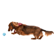 Jive® Dog Toy Ball for Chew, and Fetch