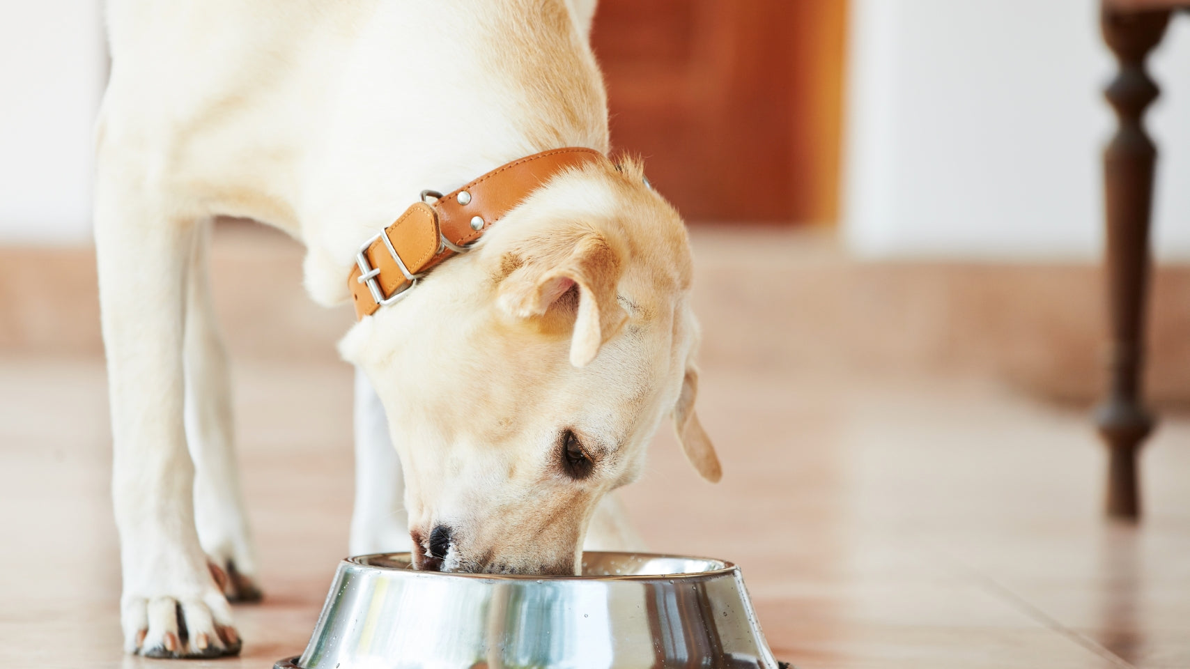 Dog Health & Wellness Products