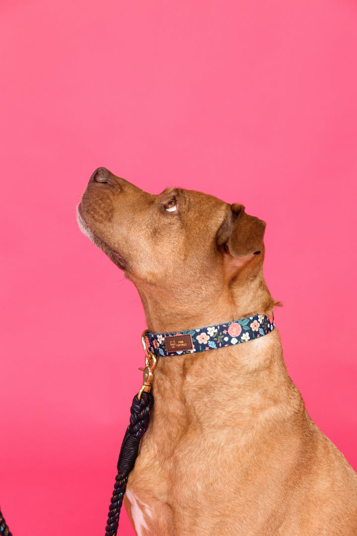 Riley Dog Collar | Floral Dog Collar | Dog Collar