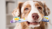dog dental supplements