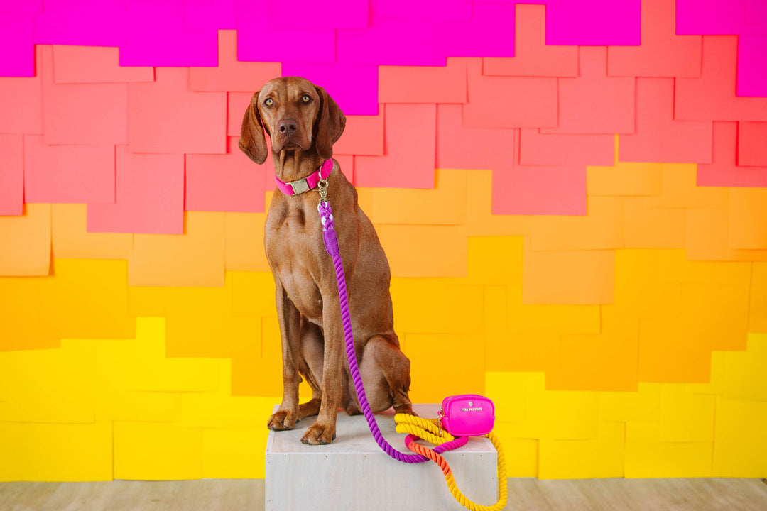 Roxy Rope Dog Leash | Dog Leash | Ombre Leash