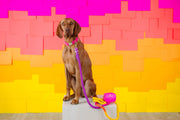 Roxy Rope Dog Leash | Dog Leash | Ombre Leash