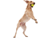 Jive® Dog Toy Ball for Chew, and Fetch