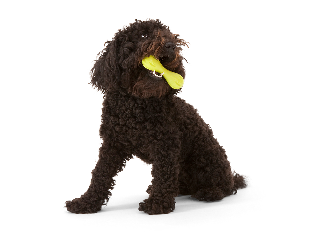 Hurley® Dog Toy for Chew, and Fetch