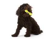 Hurley® Dog Toy for Chew, and Fetch