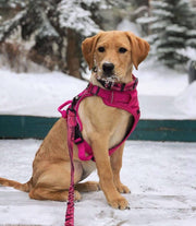Rocky Mountain Dog - Cascade Mountain Leash