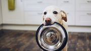 Dog Food Delivery Near Me
