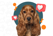 subscribe and save pet supply program
