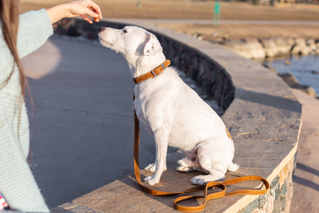 Traditional Style Soft Leather Euro Dog Collar