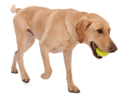 Jive® Dog Toy Ball for Chew, and Fetch