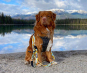 Rocky Mountain Dog - PNW All-Mountain Dog Leash