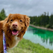 Rocky Mountain Dog - PNW All-Mountain Dog Leash